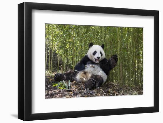 Giant panda sitting, Wolong Nature Reserve, Sichuan, China-Suzi Eszterhas-Framed Photographic Print