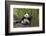 Giant panda sitting, Wolong Nature Reserve, Sichuan, China-Suzi Eszterhas-Framed Photographic Print