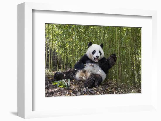 Giant panda sitting, Wolong Nature Reserve, Sichuan, China-Suzi Eszterhas-Framed Photographic Print