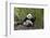 Giant panda sitting, Wolong Nature Reserve, Sichuan, China-Suzi Eszterhas-Framed Photographic Print