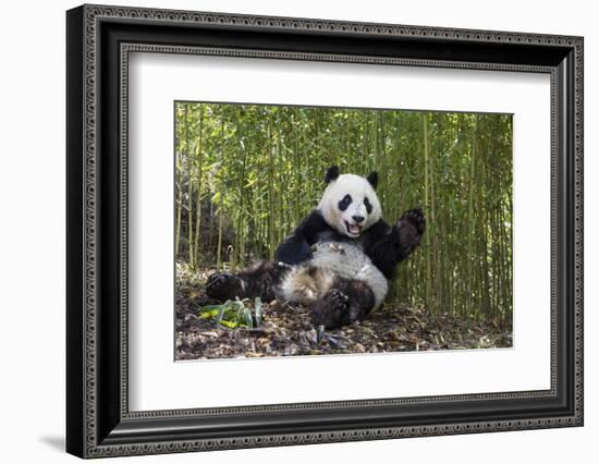 Giant panda sitting, Wolong Nature Reserve, Sichuan, China-Suzi Eszterhas-Framed Photographic Print