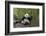 Giant panda sitting, Wolong Nature Reserve, Sichuan, China-Suzi Eszterhas-Framed Photographic Print