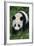 Giant Panda Walking on Forest Floor-DLILLC-Framed Photographic Print