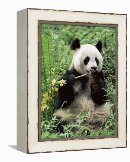 Giant Panda, Wolong Nr, Qionglai Mts, Sichuan, China-Lynn M. Stone-Framed Premier Image Canvas