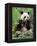 Giant Panda, Wolong Nr, Qionglai Mts, Sichuan, China-Lynn M. Stone-Framed Premier Image Canvas