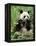 Giant Panda, Wolong Nr, Qionglai Mts, Sichuan, China-Lynn M. Stone-Framed Premier Image Canvas