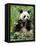 Giant Panda, Wolong Nr, Qionglai Mts, Sichuan, China-Lynn M. Stone-Framed Premier Image Canvas