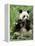 Giant Panda, Wolong Nr, Qionglai Mts, Sichuan, China-Lynn M. Stone-Framed Premier Image Canvas