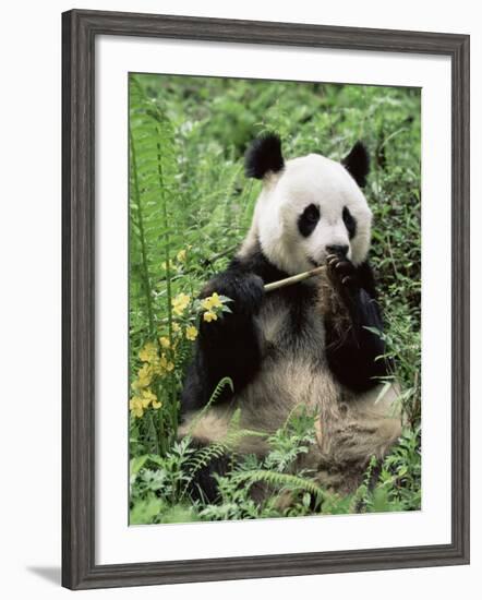 Giant Panda, Wolong Nr, Qionglai Mts, Sichuan, China-Lynn M. Stone-Framed Photographic Print