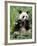 Giant Panda, Wolong Nr, Qionglai Mts, Sichuan, China-Lynn M. Stone-Framed Photographic Print