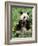 Giant Panda, Wolong Nr, Qionglai Mts, Sichuan, China-Lynn M. Stone-Framed Photographic Print