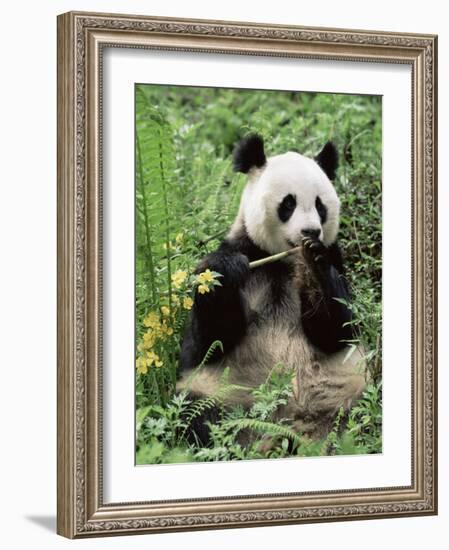 Giant Panda, Wolong Nr, Qionglai Mts, Sichuan, China-Lynn M. Stone-Framed Photographic Print