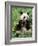 Giant Panda, Wolong Nr, Qionglai Mts, Sichuan, China-Lynn M. Stone-Framed Photographic Print