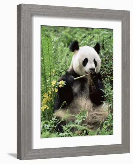 Giant Panda, Wolong Nr, Qionglai Mts, Sichuan, China-Lynn M. Stone-Framed Photographic Print