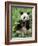 Giant Panda, Wolong Nr, Qionglai Mts, Sichuan, China-Lynn M. Stone-Framed Photographic Print