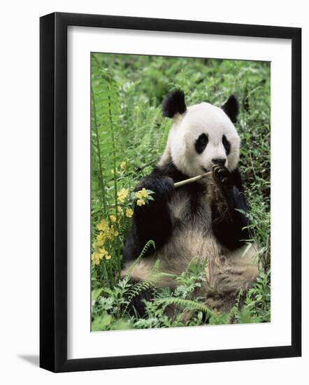Giant Panda, Wolong Nr, Qionglai Mts, Sichuan, China-Lynn M. Stone-Framed Photographic Print