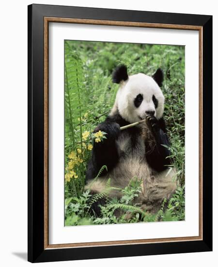 Giant Panda, Wolong Nr, Qionglai Mts, Sichuan, China-Lynn M. Stone-Framed Photographic Print