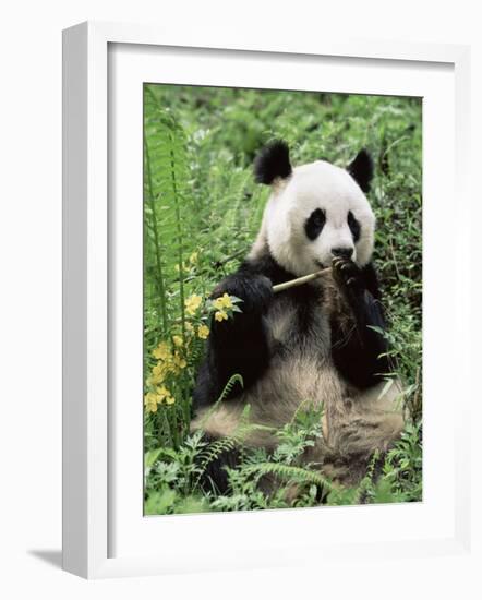 Giant Panda, Wolong Nr, Qionglai Mts, Sichuan, China-Lynn M. Stone-Framed Photographic Print