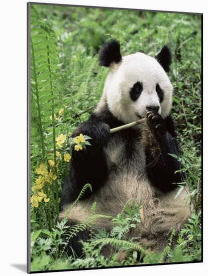 Giant Panda, Wolong Nr, Qionglai Mts, Sichuan, China-Lynn M. Stone-Mounted Photographic Print
