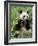 Giant Panda, Wolong Nr, Qionglai Mts, Sichuan, China-Lynn M. Stone-Framed Photographic Print