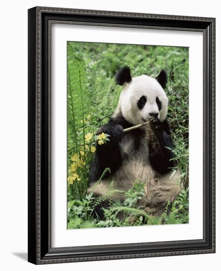 Giant Panda, Wolong Nr, Qionglai Mts, Sichuan, China-Lynn M. Stone-Framed Photographic Print