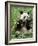 Giant Panda, Wolong Nr, Qionglai Mts, Sichuan, China-Lynn M. Stone-Framed Photographic Print