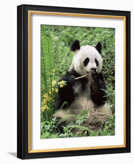 Giant Panda, Wolong Nr, Qionglai Mts, Sichuan, China-Lynn M. Stone-Framed Photographic Print