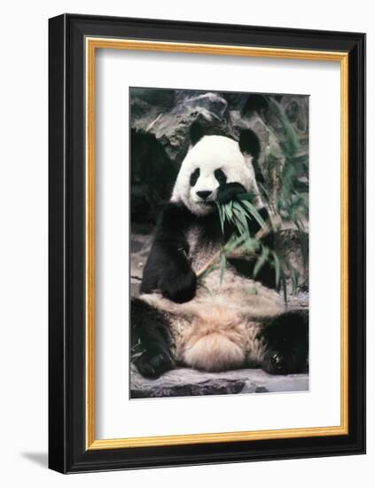 Giant Panda-Art Wolfe-Framed Giclee Print