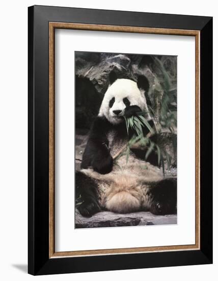 Giant Panda-Art Wolfe-Framed Art Print