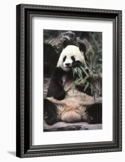 Giant Panda-Art Wolfe-Framed Art Print