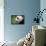 Giant Panda-DLILLC-Framed Premier Image Canvas displayed on a wall