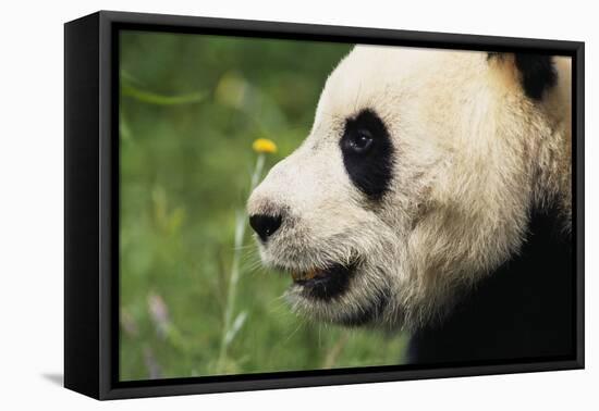 Giant Panda-DLILLC-Framed Premier Image Canvas