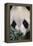 Giant Panda-DLILLC-Framed Premier Image Canvas