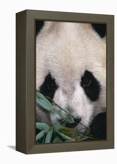 Giant Panda-DLILLC-Framed Premier Image Canvas