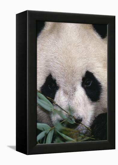 Giant Panda-DLILLC-Framed Premier Image Canvas