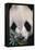 Giant Panda-DLILLC-Framed Premier Image Canvas