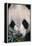 Giant Panda-DLILLC-Framed Premier Image Canvas