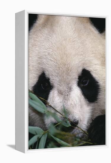 Giant Panda-DLILLC-Framed Premier Image Canvas