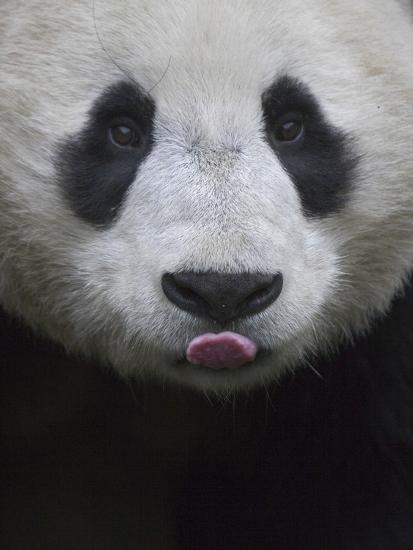 700 Gambar Keren Panda Gratis Terbaik