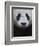 Giant Panda-Keren Su-Framed Photographic Print
