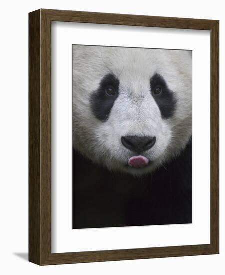 Giant Panda-Keren Su-Framed Photographic Print