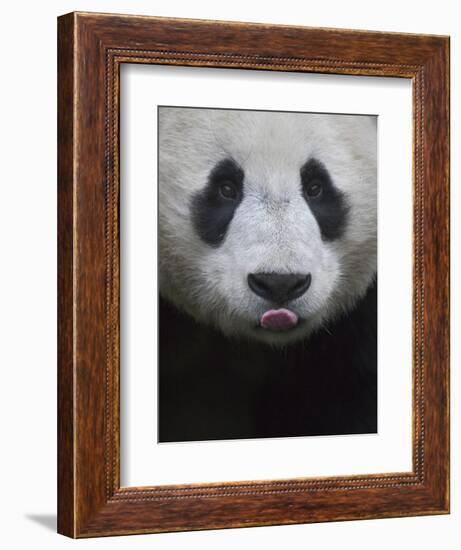 Giant Panda-Keren Su-Framed Photographic Print