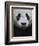 Giant Panda-Keren Su-Framed Photographic Print