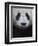 Giant Panda-Keren Su-Framed Photographic Print