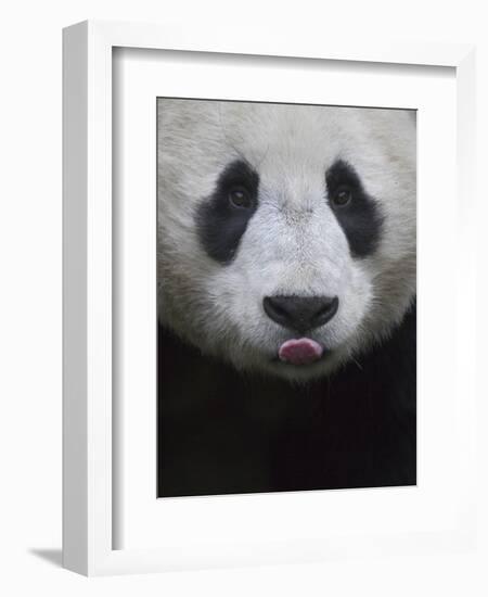 Giant Panda-Keren Su-Framed Photographic Print