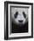 Giant Panda-Keren Su-Framed Photographic Print