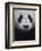 Giant Panda-Keren Su-Framed Photographic Print