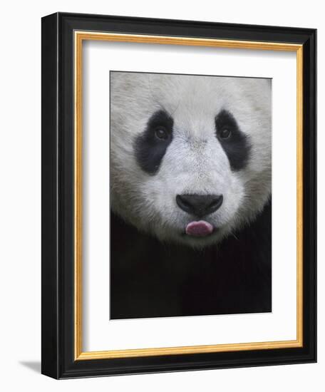 Giant Panda-Keren Su-Framed Photographic Print