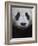 Giant Panda-Keren Su-Framed Photographic Print