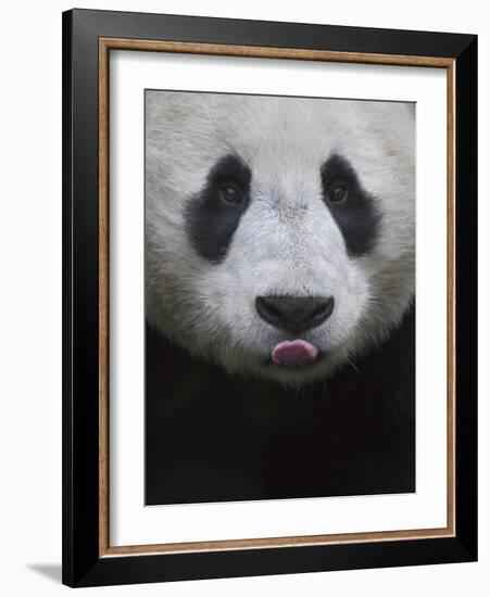 Giant Panda-Keren Su-Framed Photographic Print